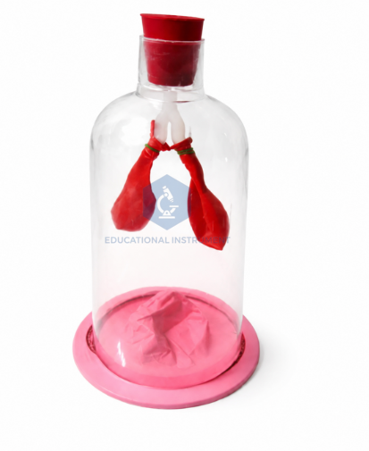Human Lungs Model in Jar